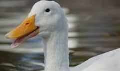 Duck